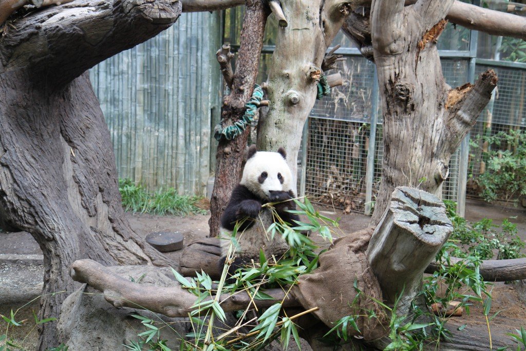 LuxeGetaways_panda - photo credit katie dillon