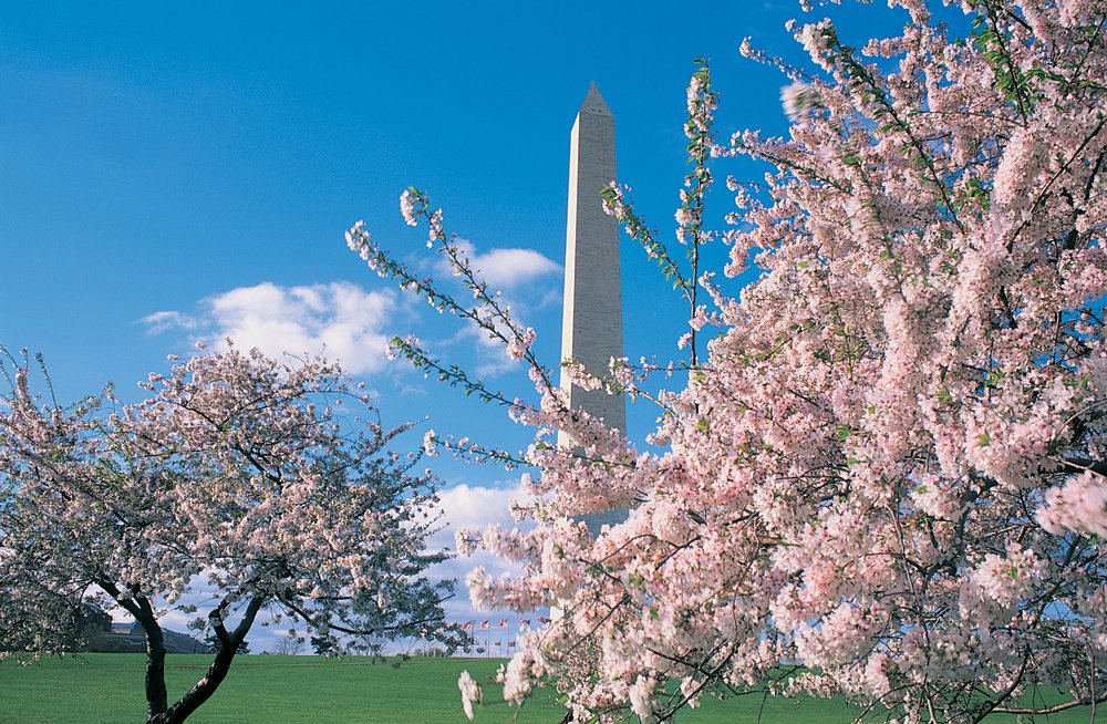 Our Favorite Cherry Blossom Offerings in Washington D.C.