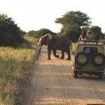LuxeGetaways - Luxury Travel - Luxury Travel Magazine - Tauck Travel - BBC Earth - Family Travel - safari