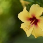 LuxeGetaways - Luxury Travel - Luxury Travel Magazine - Romantic Travel Getaways - Hawaii - Koa Kea Hotel - Hibiscus Flower