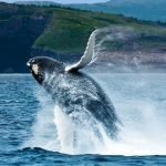 LuxeGetaways - Luxury Travel - Luxury Travel Magazine - Canada - Hurtigruten - Whale