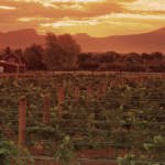 LuxeGetaways - Luxury Travel - Luxury Travel Magazine - Luxe Getaways - Luxury Lifestyle - Colorado Wine Harvest - Winery - Colorado Wine Festivals - Vineyards