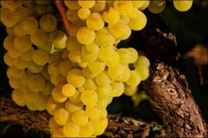 LuxeGetaways - Luxury Travel - Luxury Travel Magazine - Luxe Getaways - Luxury Lifestyle - California Wine Month - September 2017 - Wine Lovers - Wine Events - Cluster of Grapes for Wine