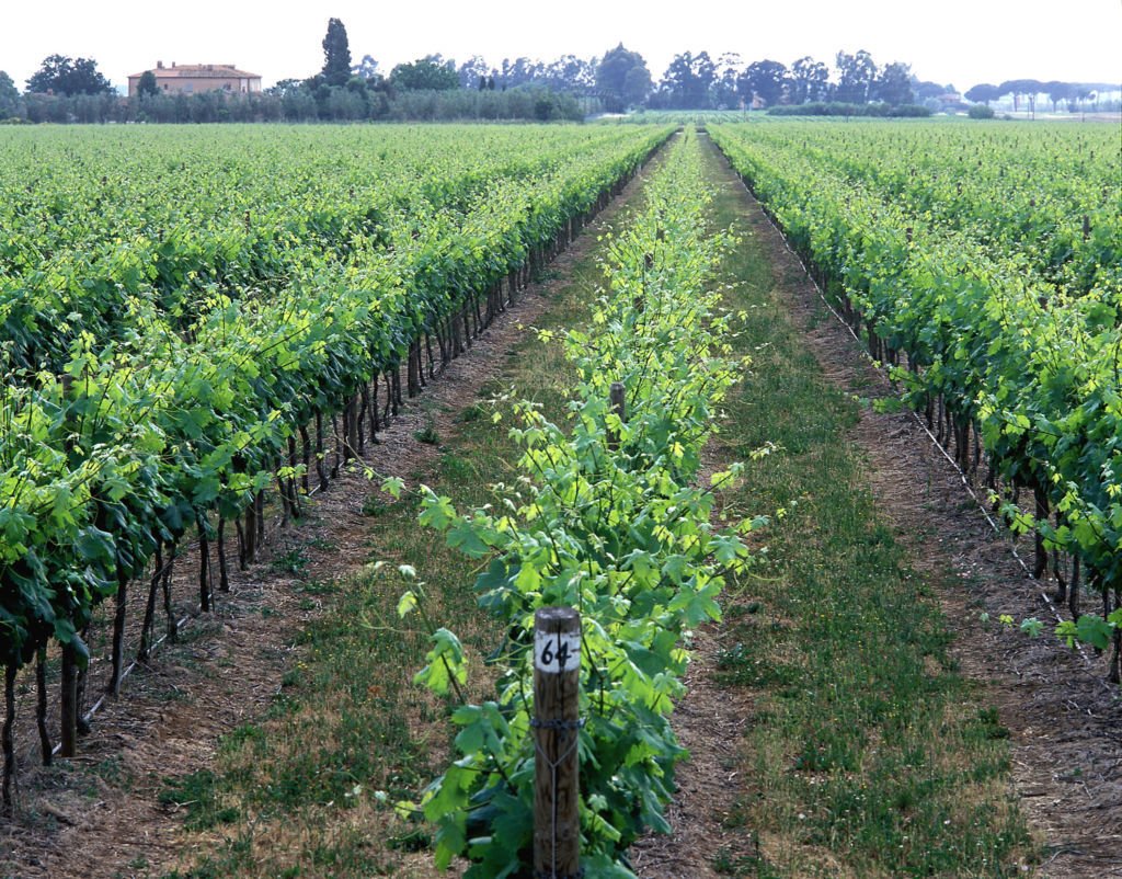 Tuscany: The Wine Legacy