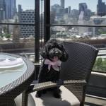 LuxeGetaways - Luxury Travel - Luxury Travel Magazine - Luxe Getaways - Luxury Lifestyle - Hotel Package for Dogs and Cats - The Langham Melbourne - Langham Hotels
