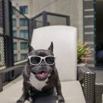 LuxeGetaways - Luxury Travel - Luxury Travel Magazine - Luxe Getaways - Luxury Lifestyle - Hotel Package for Dogs and Cats - The Langham Melbourne - Langham Hotels