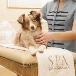 LuxeGetaways - Luxury Travel - Luxury Travel Magazine - Luxe Getaways - Luxury Lifestyle - Beverly Hills - Dog Campaign - Travel with your dog