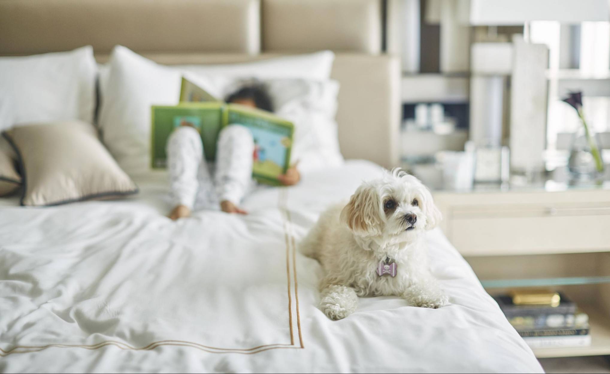 LuxeGetaways - Luxury Travel - Luxury Travel Magazine - Luxe Getaways - Luxury Lifestyle - Beverly Hills - Dog Campaign - Travel with your dog