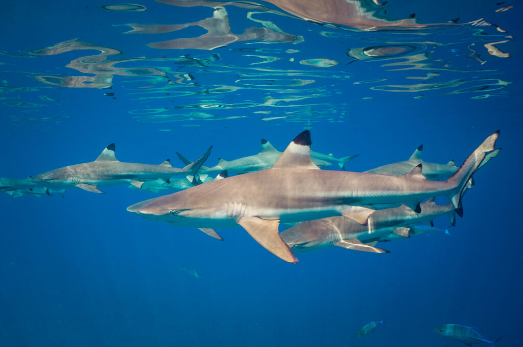Black Tip Reef Sharks French Polynesia