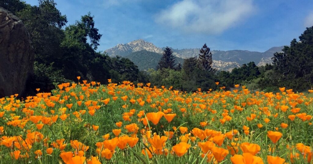 Santa Barbara Botanic Garden