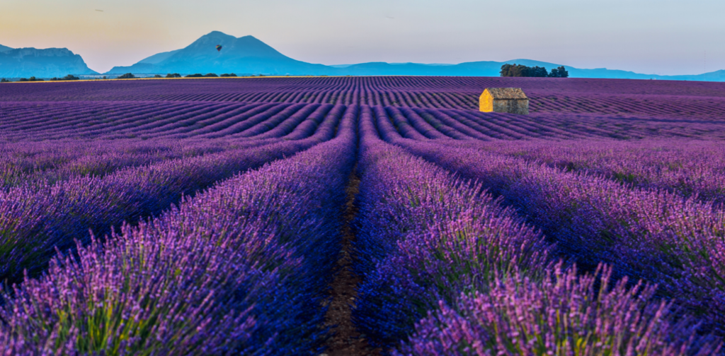 Provence, France – Lavender Fields